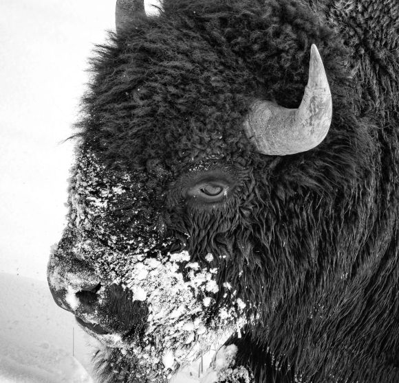 American-Bison-Bison-bison-Hayden-Valley-Yellowstone-National-Park-Wyoming-USA-04