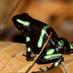 Green-and-Black-Poison-Dart-Frog-Dendrobates-auratus-Carara-NP-Costa-Rica-01