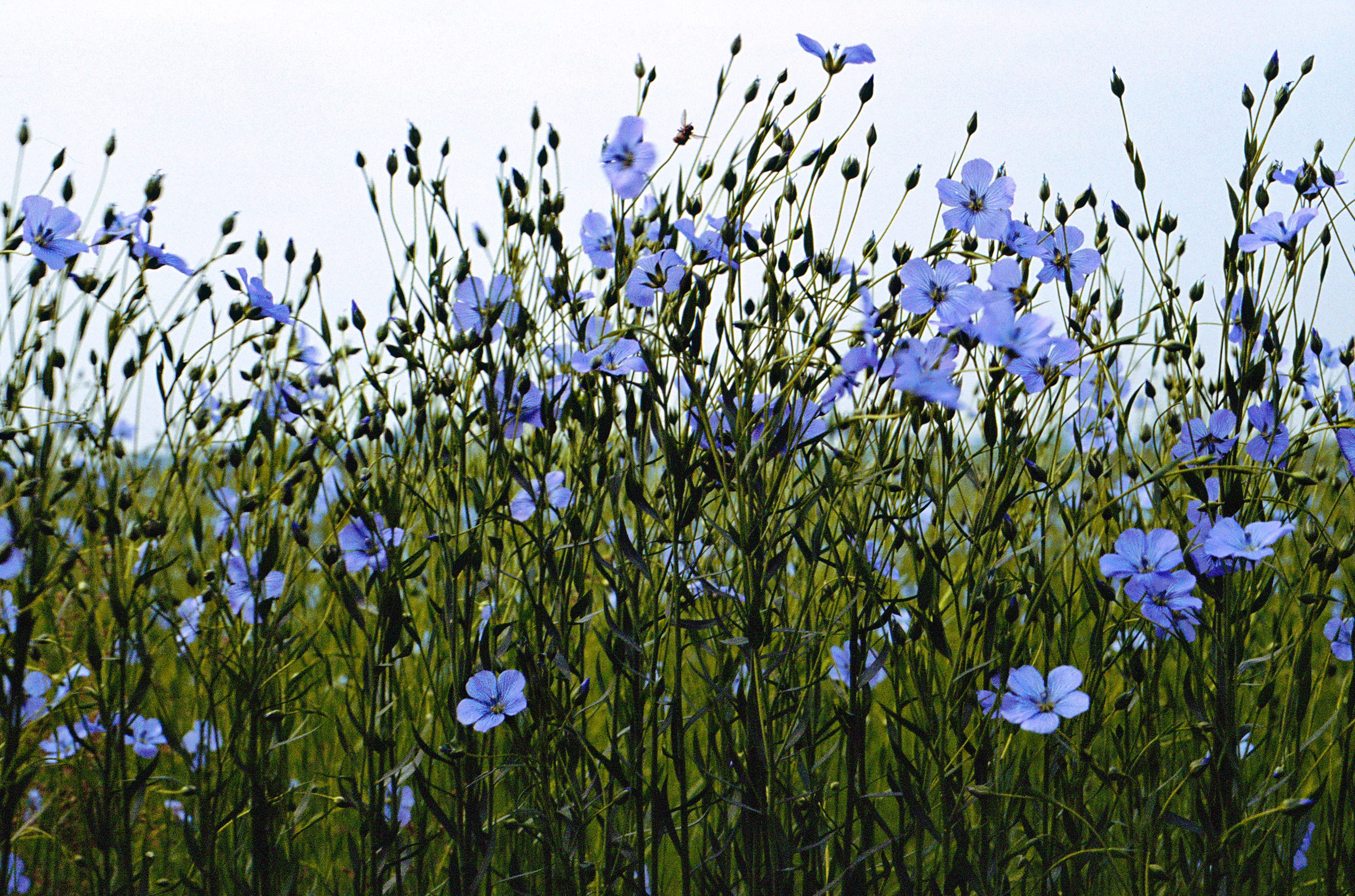 Lin-en-fleurs