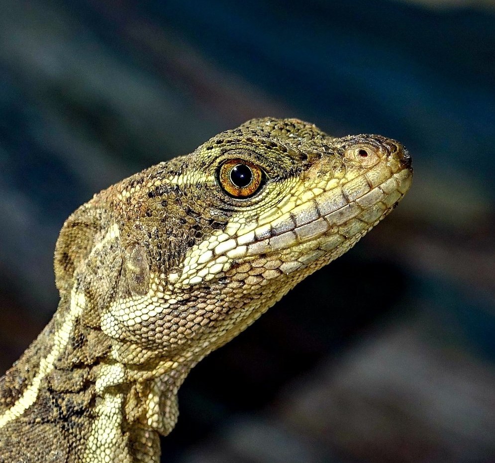 Juvenile-Jesus-Christ-Lezard-Striped-Basilisk-Basiliscus-vittatus-Corcovado-Costa-Rica-01