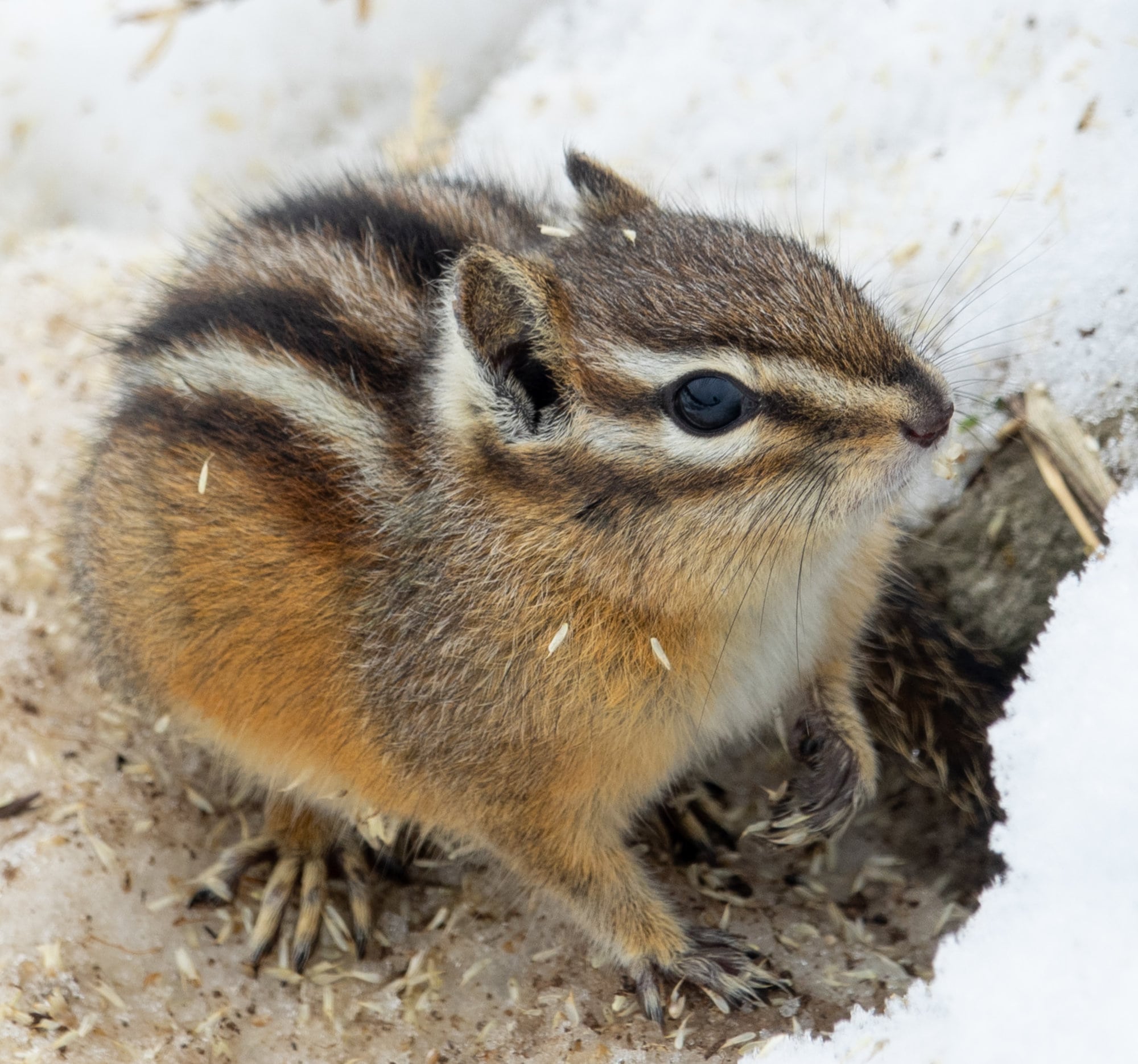 Least-Chipmunk-Neotamias-minimus-Yellowstone-National-Park-USA-01