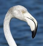 Greater-Flamingo-Marais-A-Lamouroux-Stes-Maries-de-la-mer-France-04