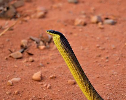 Australian tree snake lakefield national park cape york peninsula australia dsc03305