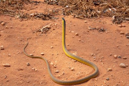 Australian tree snake lakefield national park cape york peninsula australia dsc03314