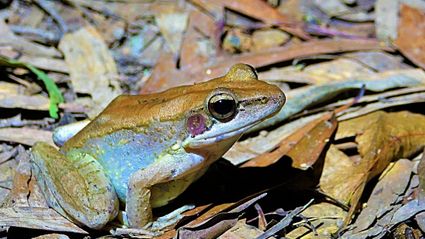 Australian woodfrog cape york peninsula australia 01