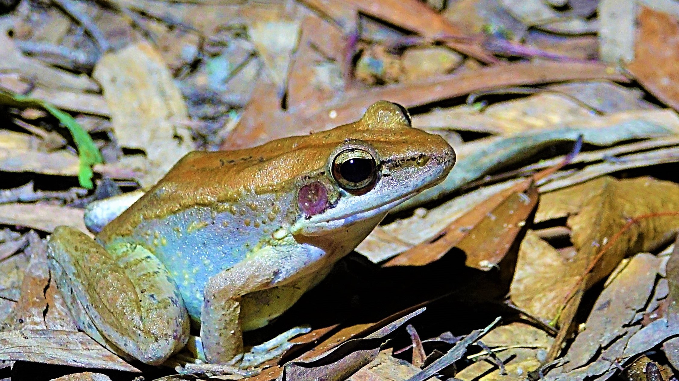 Australian woodfrog cape york peninsula australia 01