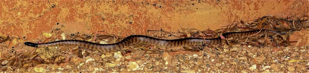 Black headed python cape york peninsula far north queensland australia 01