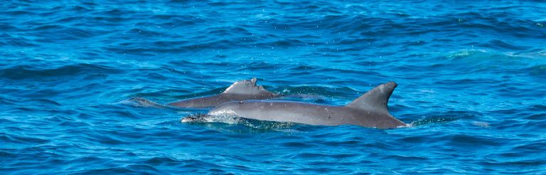 Bottlenose dolphins delphinidae tursiops pacific ocean australia dsc04091