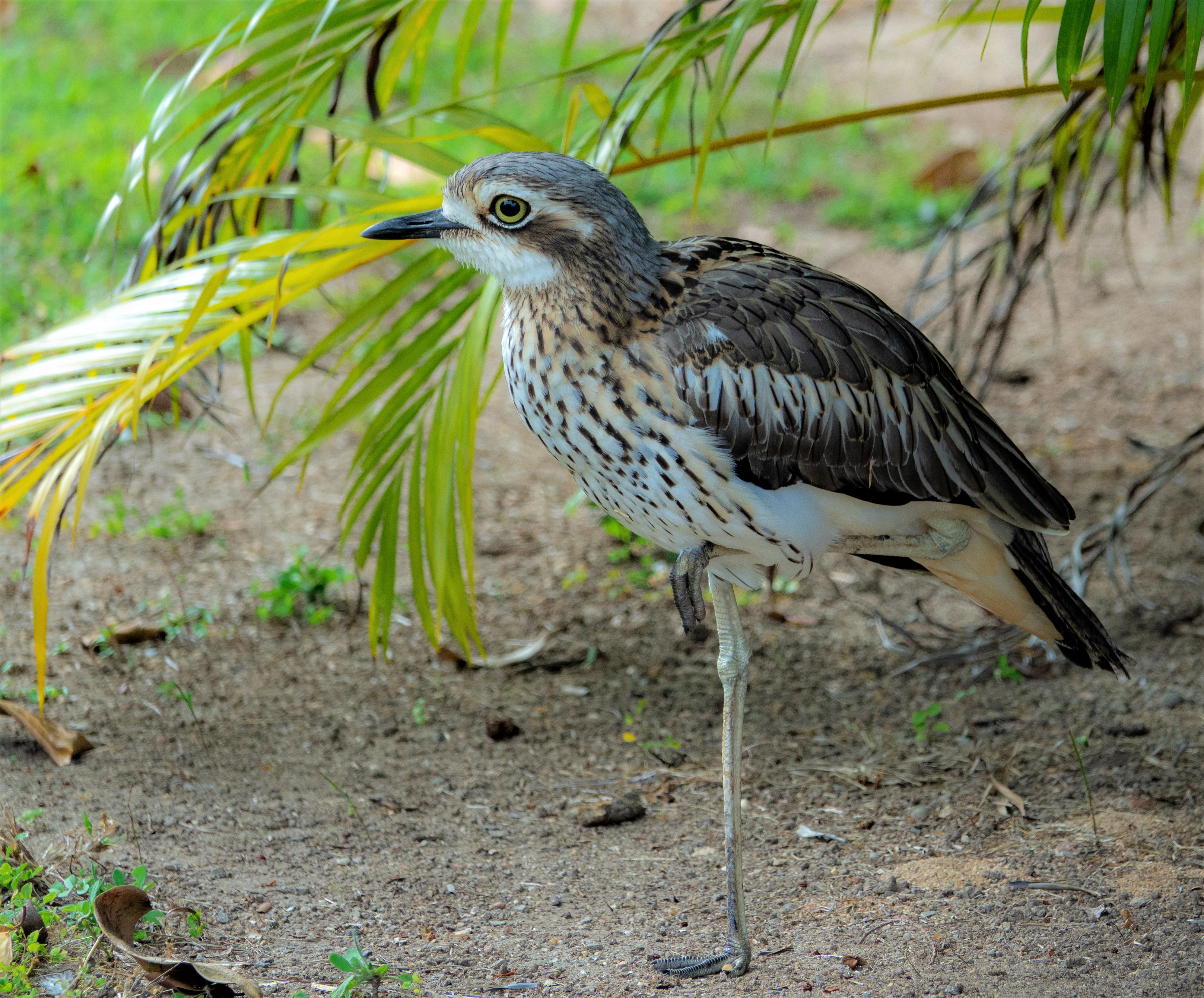 Bush stone curlew bush thick knee cairns far north queensland australia dsc03476