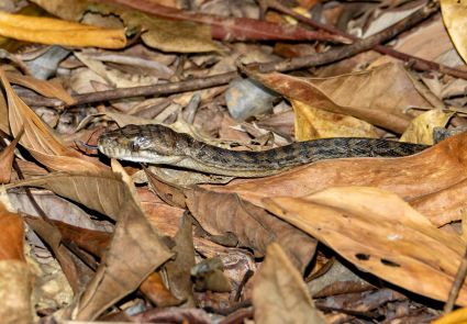 Carpet python wet tropics far north queensland australia dsc03739