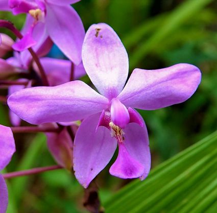 Ground orchid daintree national park far north queensland australia 01