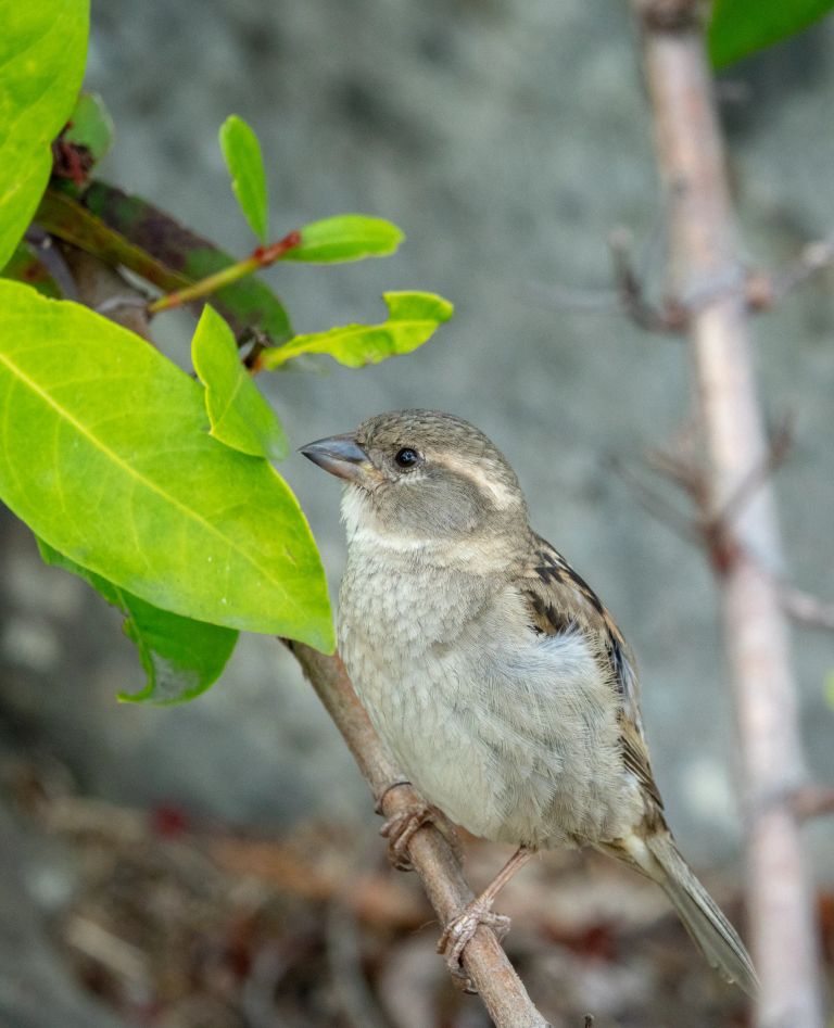 House sparrow port douglas far north queesland australia dsc05569