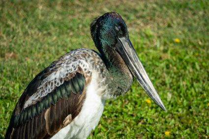 Jabiru or black necked stork cairns queensland australia dsc01997