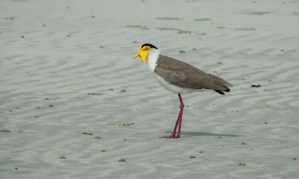 Masked lapwing or spur winged plover chilli beach cape york australia dsc02360