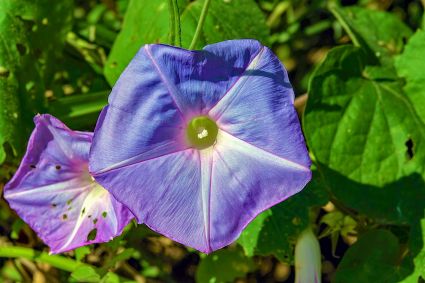 Morning glory ipomoea wet tropics far north queensland australia dsc045114