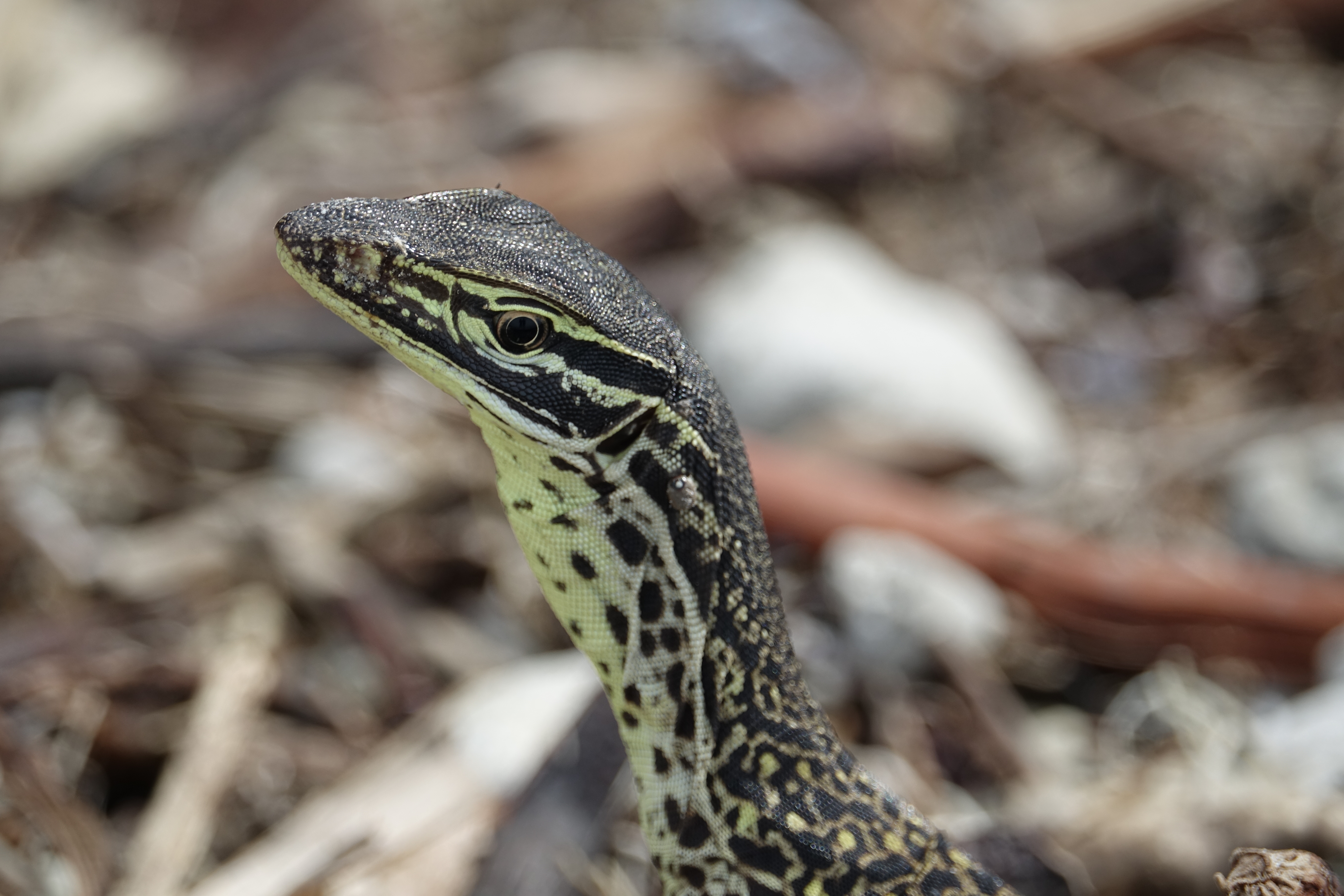 Sand goanna gould s monitor chilli beach cape york peninsula australia 02