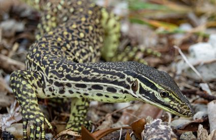 Sand goanna gould s monitor chilli beach cape york peninsula australia dsc02445