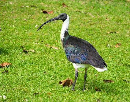 Straw necked ibis palm cove queensland australia dsc01730
