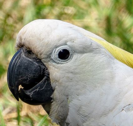 Sulphur crested cockatoo port douglas far north queensland australia 02