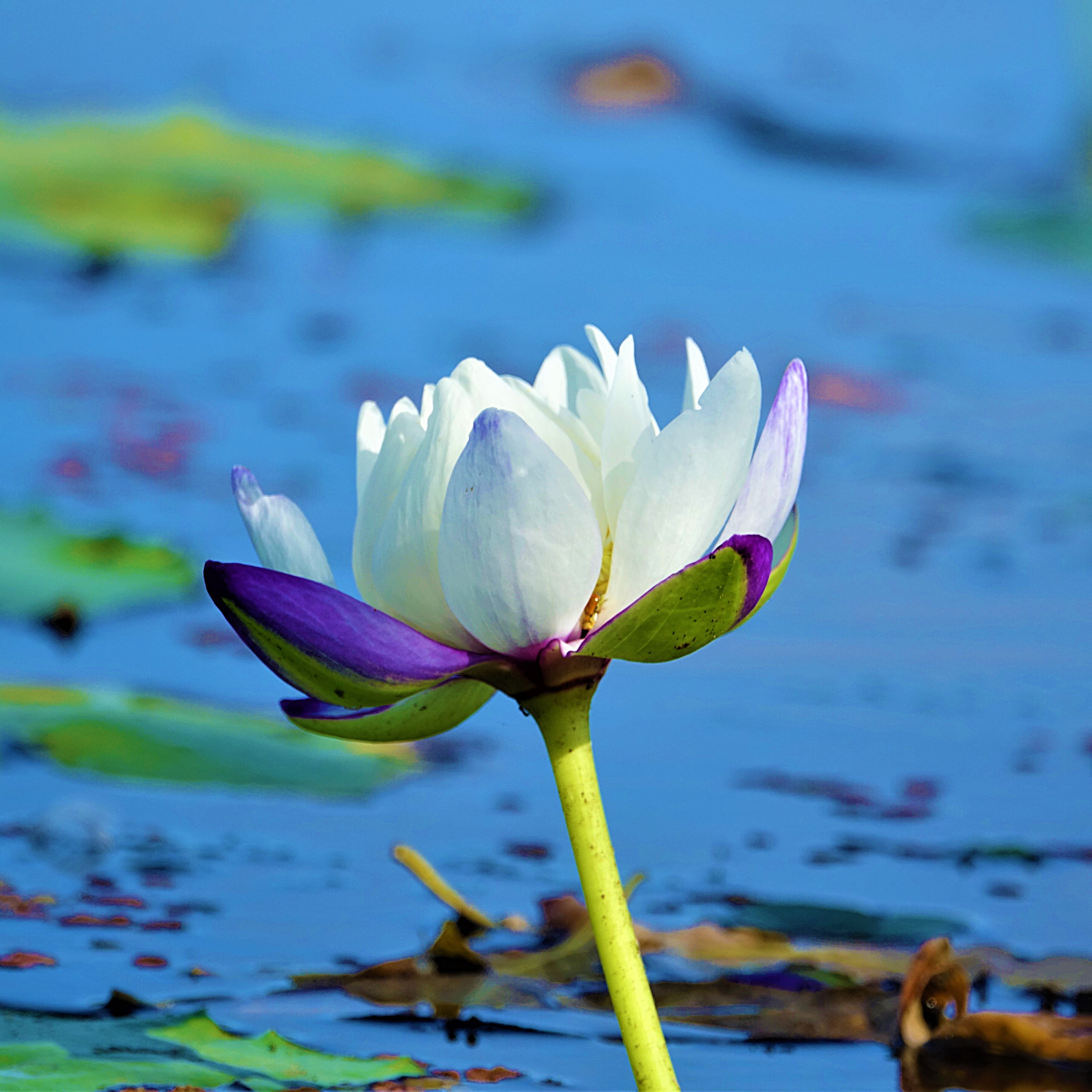 White water lily port douglas far north queensland australia dsc03192