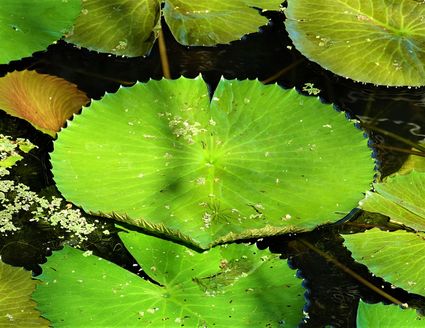 White water lily port douglas far north queensland australia dsc05081