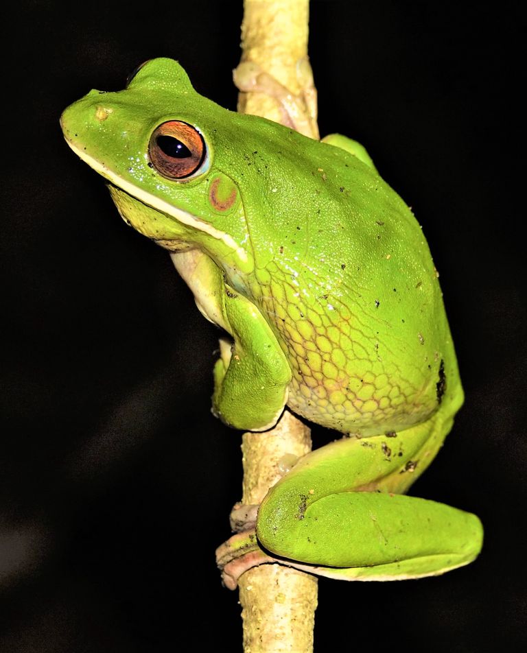 White lipped tree frog cape york peninsula australia 04