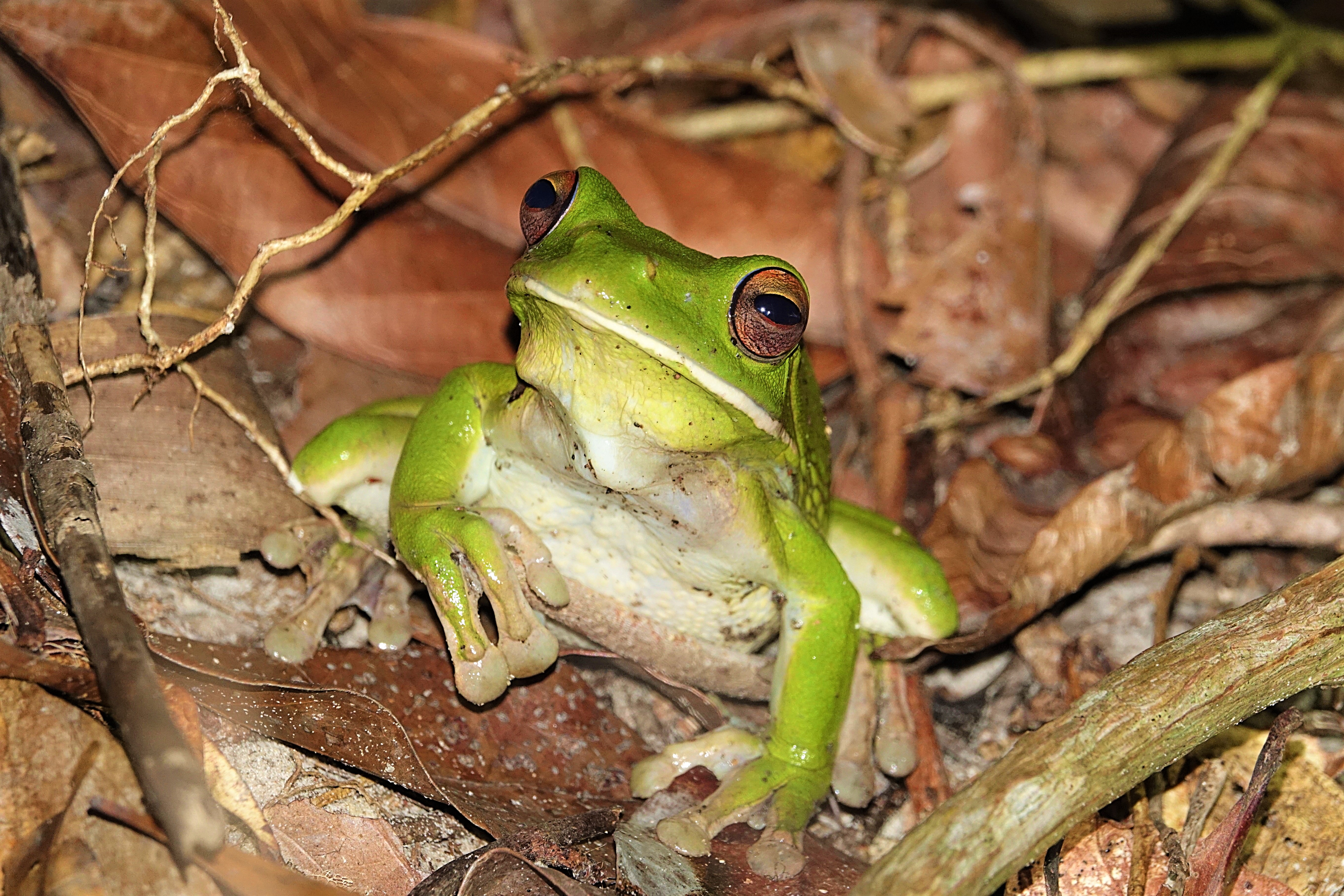 White lipped tree frog cape york peninsula australia dsc02830