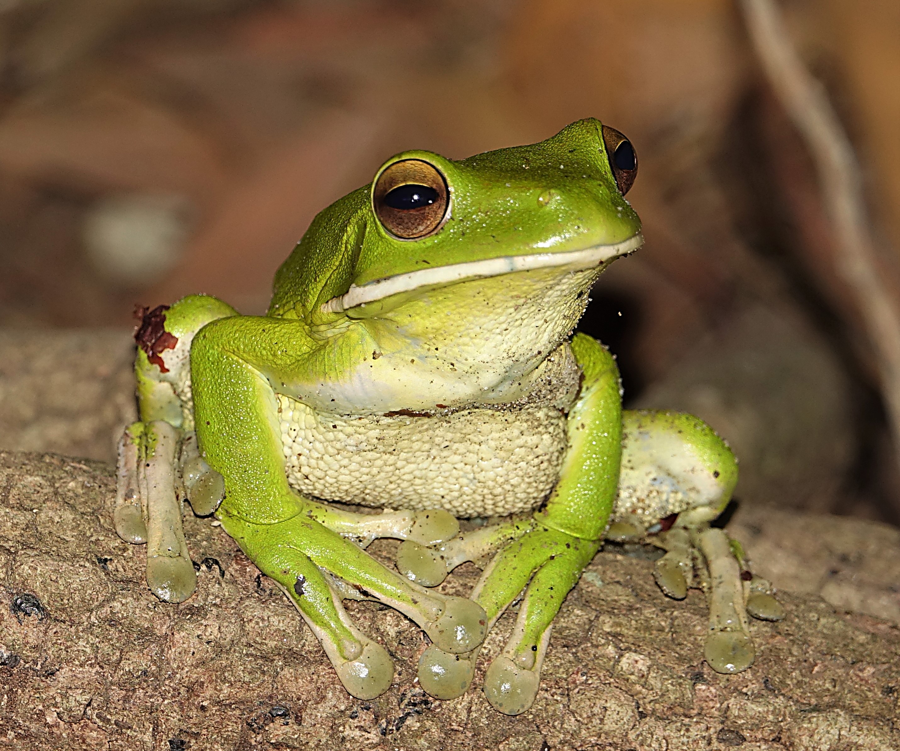 White lipped tree frog cape york peninsula australia dsc02850