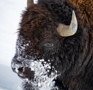 American-Bison-Bison-bison-Hayden-Valley-Yellowstone-National-Park-Wyoming-USA-05