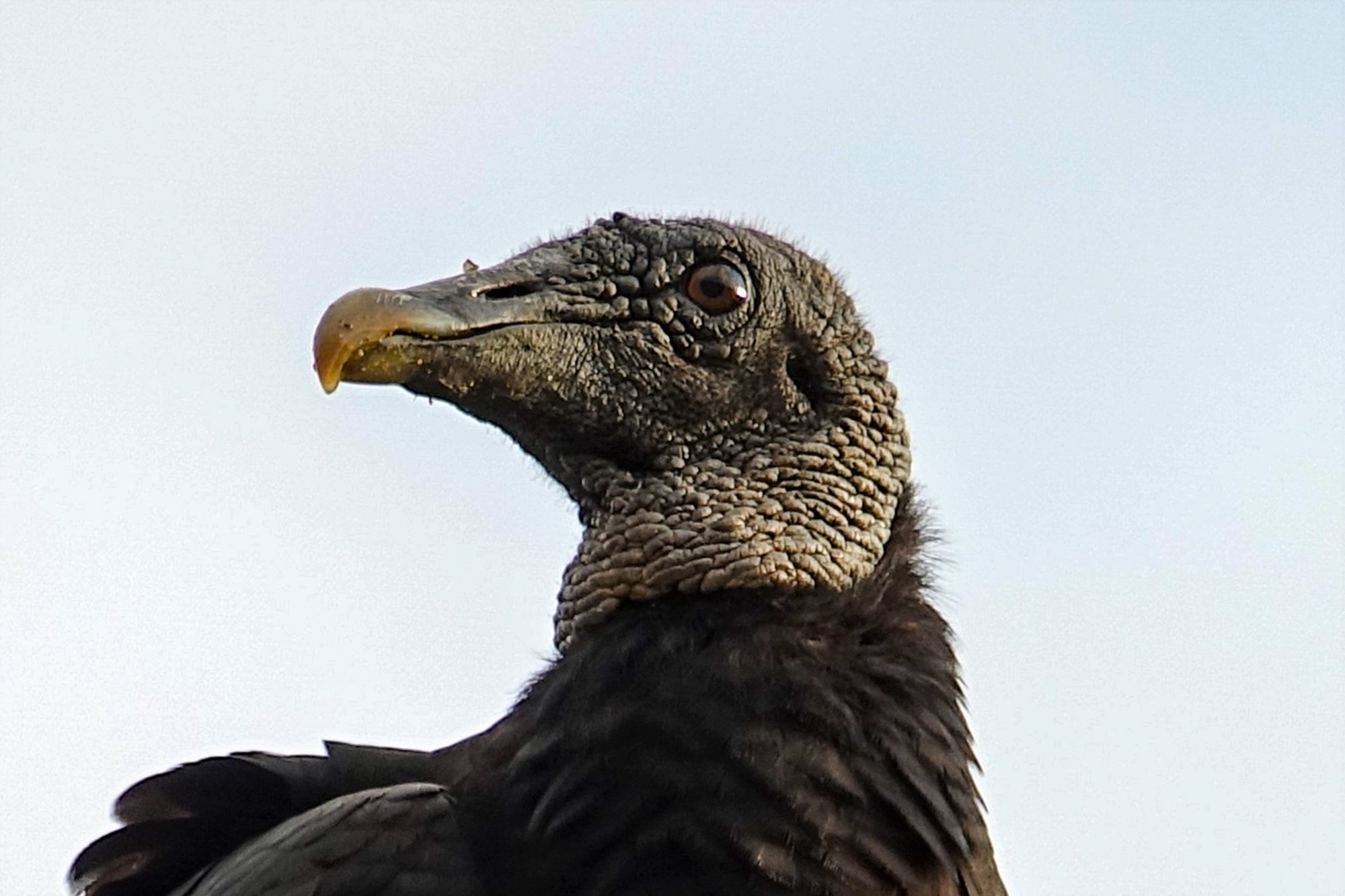 American-Black-Vulture-Coragyps-atratus-Manuel-Antonio-NP-Costa-Rica-01