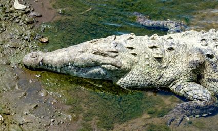 American crocodile crocodylus acutus tarcoles costa rica dsc08104 1