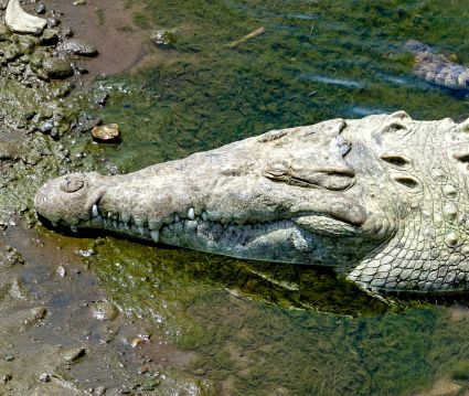American crocodile crocodylus acutus tarcoles costa rica dsc08104 2