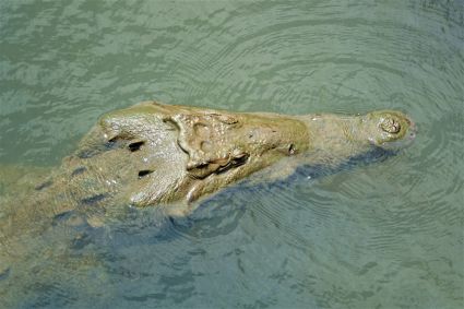 American crocodile crocodylus acutus tarcoles costa rica dsc08199