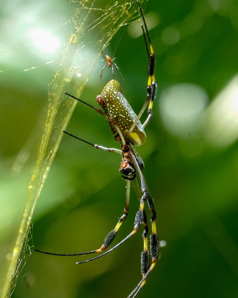 Banana-spider-or-Golden-Orb-Weaver-Nephila-clavipes-Corcovado-NP-Costa-Rica-01
