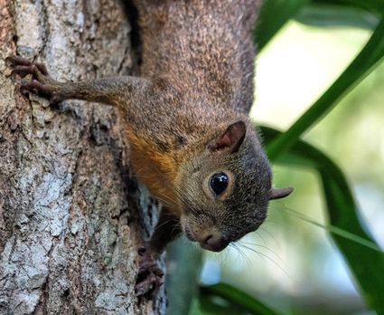 Bangs s mountain squirrel syntheosciurus brochus puerto jimenez costa rica dsc01661