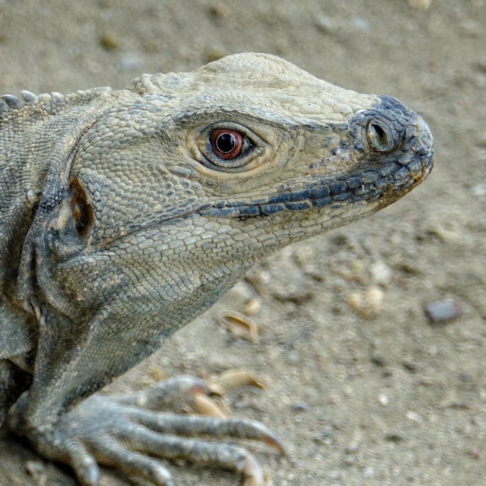 Black-Ctenosaur-Ctenosaura-similis-Costa-Rica-02