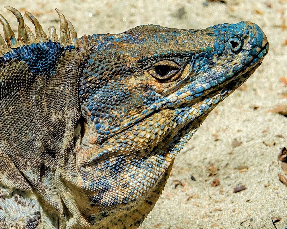 Black-Ctenosaur-Ctenosaura-similis-Costa-Rica-03