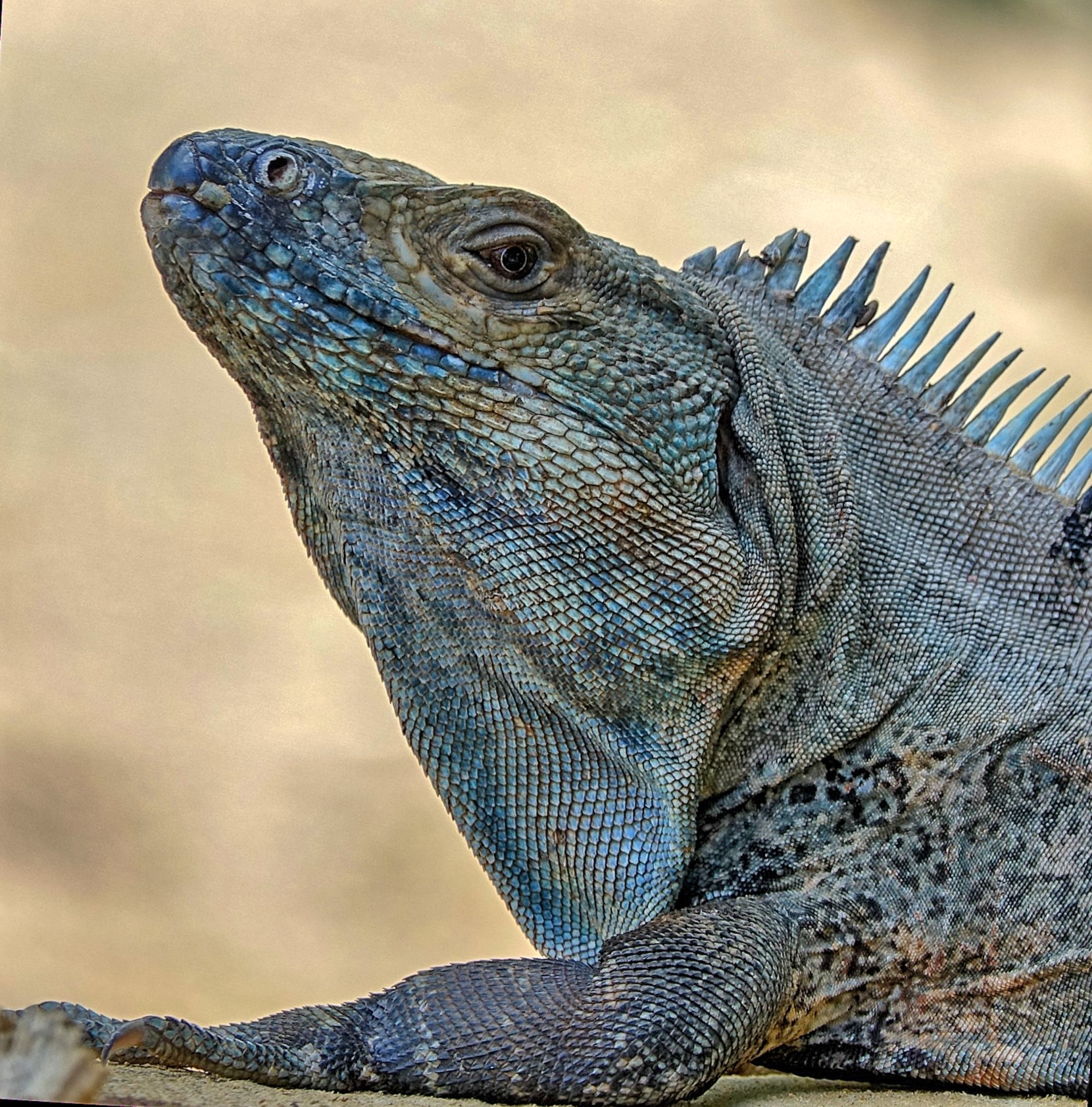 Black-Ctenosaur-Ctenosaura-similis-Costa-Rica-DSC08755