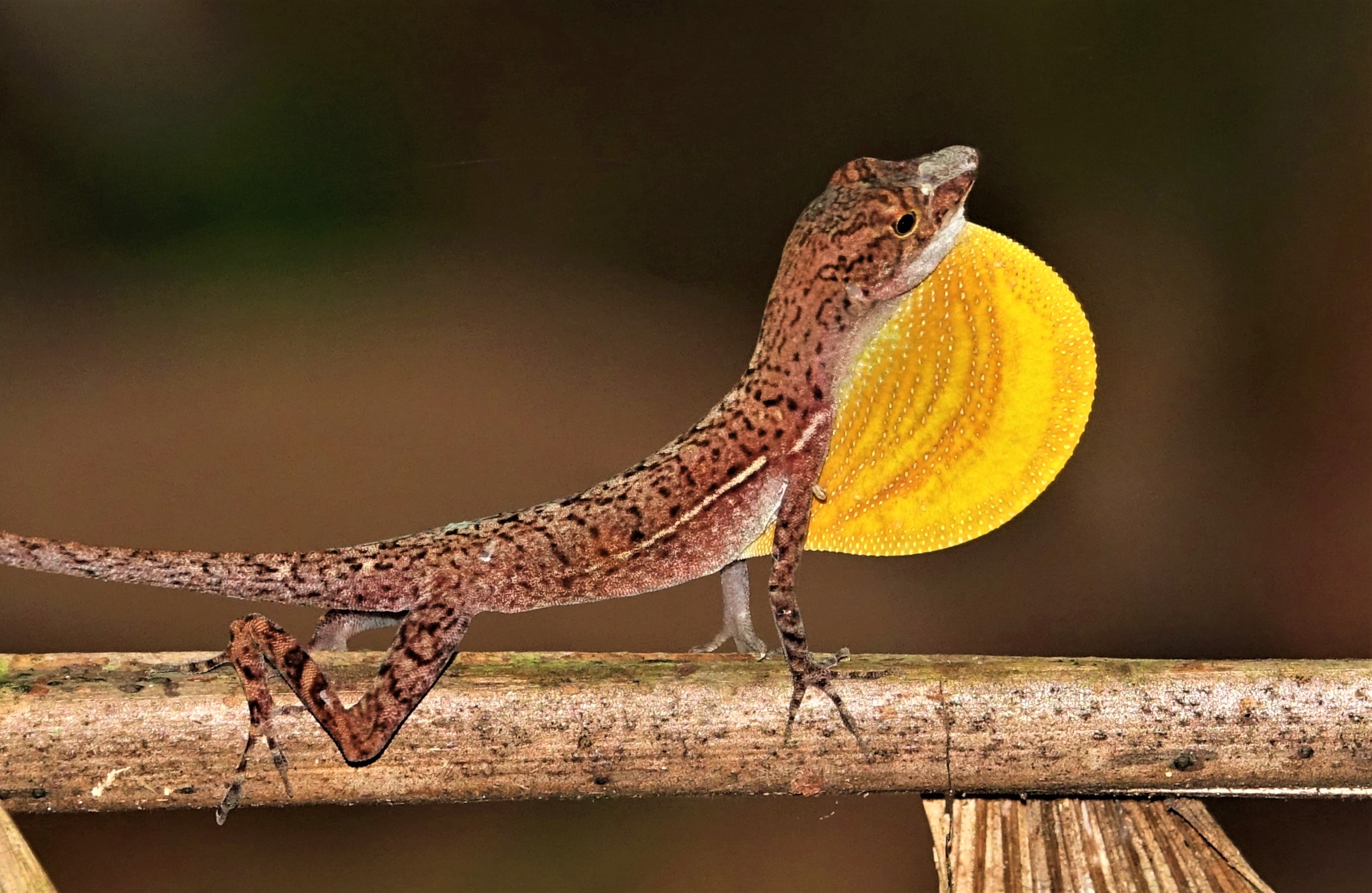 Caribbean-Anole-Anolis-stratulus-Osa-Peninsula-Costa-Rica-DSC00316