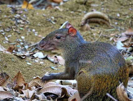 Central american agouti dasyprocta punctata manuel antonio np costa rica dsc02277