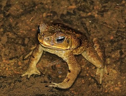 Giant neotropical toad or cane toad rhinella marina uvita falls costa rica dsc00231 easyhdr defaut