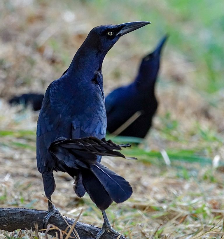 Great tailed grackle or mexican grackle quiscalus mexicanus san jose costa rica 01