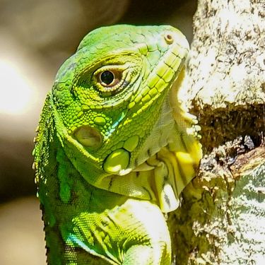 Green-or-American-Iguana-Iguana-iguana-juvenile-Costa-Rica-DSC01423