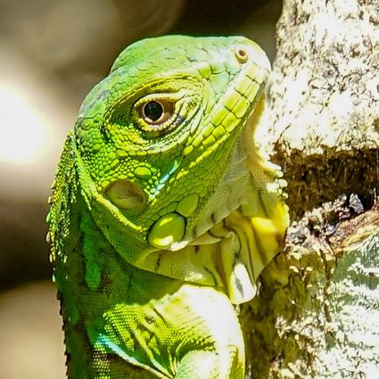Green or american iguana iguana iguana juvenile costa rica dsc01423