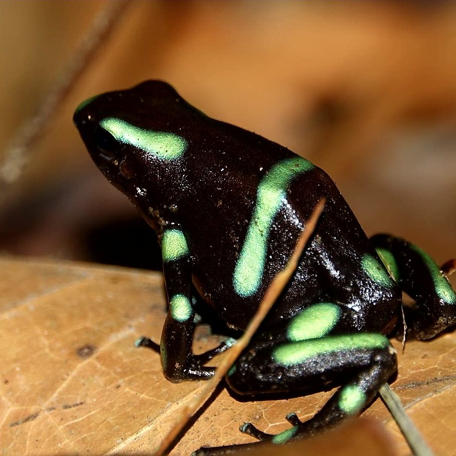 Green and black poison dart frog dendrobates auratus carara np costa rica 01