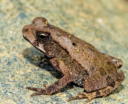 Juvenile giant neotropical toad or cane toad rhinella marina uvita falls costa rica 01
