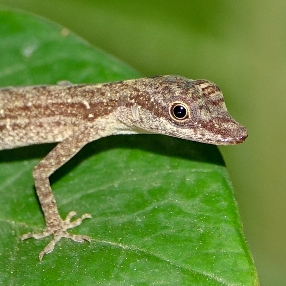 Juvenile caribbean anole anolis stratulus costa rica 01