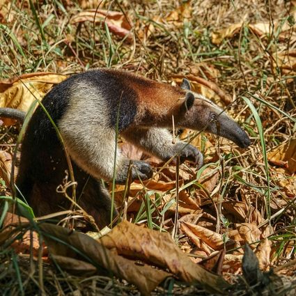 Northern tamandua tamandua mexicana corcovado np costa rica 01