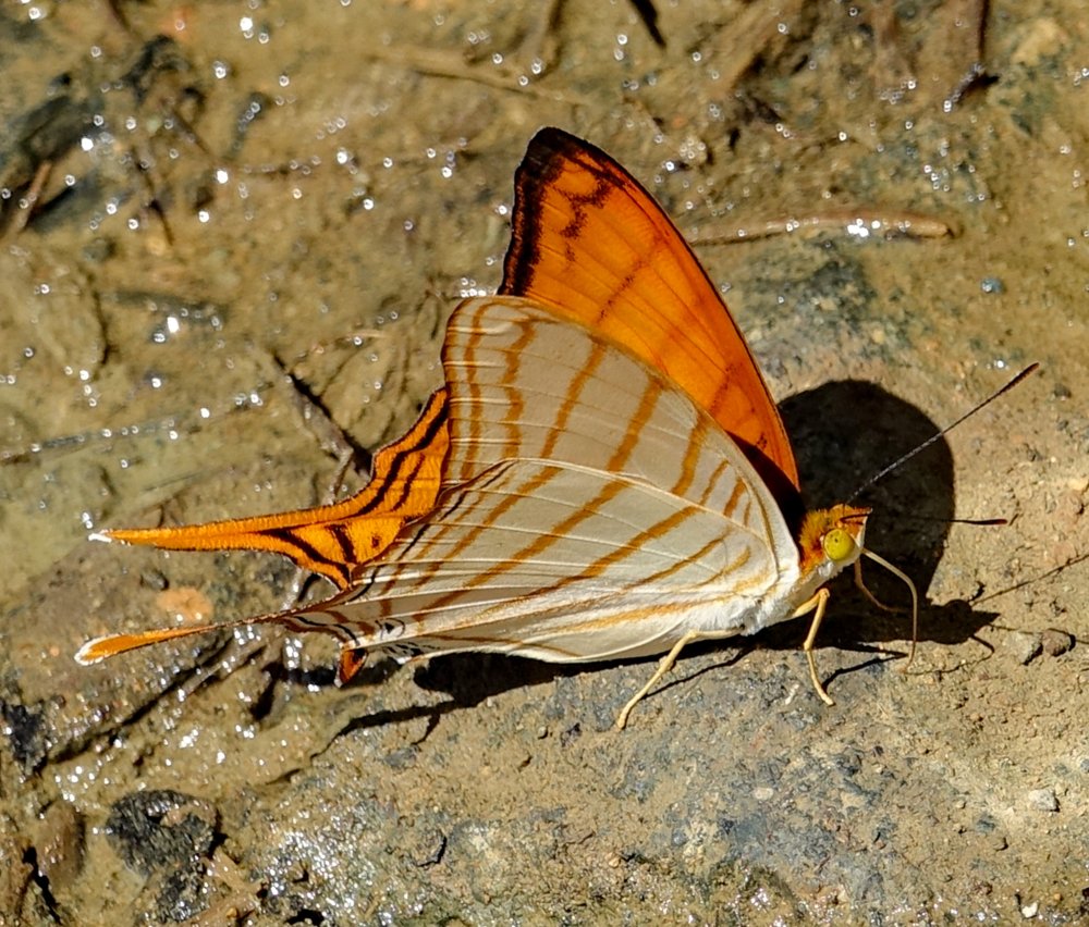 Orange-Daggerwing-Marpesia-berania-Uvita-River-Costa-Rica-01