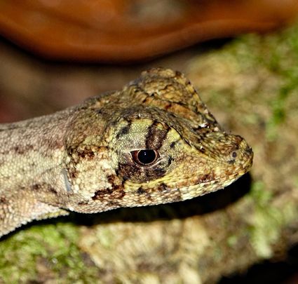 Pug nosed anole norops capito corcovado np costa rica 01